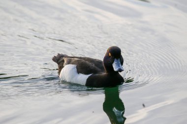 Zarif dişi ördek suyun üzerinde süzülüyor. Karşıt siyah ve beyaz tüylü, sarı gözlü.