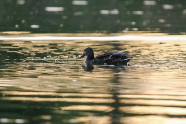 Mallard ördeği sakin yeşil sularda yüzüyor. Regensburg yakınlarında canlı bahar bitkileriyle çevrili.