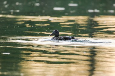 Mallard ördeği sakin yeşil sularda yüzüyor. Regensburg yakınlarında canlı bahar bitkileriyle çevrili.