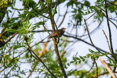 Küçük kahverengi bir kuş, yeşil yaprakların ve dalların arasına tünemiş. Yumuşak güneşli orman manzarasında..