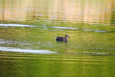 Mallard ördeği sakin yeşil sularda yüzüyor. Regensburg yakınlarında canlı bahar bitkileriyle çevrili.