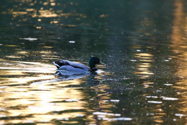 Yanardöner yeşil başlı yaban ördeği yumuşak dalgalar ve barışçıl atmosferle sakin altın suyun üzerinde süzülür.
