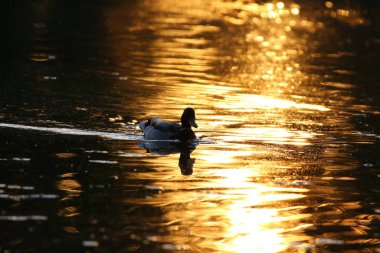 Ördek silueti sıcak altın rengi ve huzurlu doğal atmosferi olan parıldayan su üzerinde.