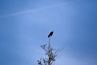 Karanlık karga silueti parlak gökyüzü ile çelişiyor, doğal yalnızlığı ve çarpıcı kompozisyonu vurguluyor.