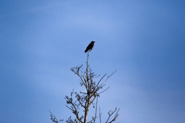 Karanlık karga silueti parlak gökyüzü ile çelişiyor, doğal yalnızlığı ve çarpıcı kompozisyonu vurguluyor.