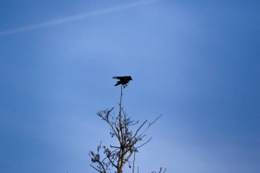 Karanlık karga silueti parlak gökyüzü ile çelişiyor, doğal yalnızlığı ve çarpıcı kompozisyonu vurguluyor.