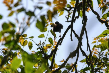 Ağaç dalına tünemiş sığırcıklar, parlak yeşil yapraklı sarı böcekleri tutarlar.