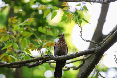 Genç bir karatavuk, doğal güneş ışığıyla kaplı yumuşak yeşil yapraklarla çevrili bir yosun dalında dinlenir..