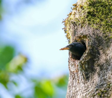 Geniş turuncu gagalı sığırcık yavrusu ağaç boşluğunda anne ve babasını beslemek için bekliyor.