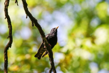 Starling, ilkbahar mevsiminde parktaki ağaç dalına tünemiş şarkı söylüyor.