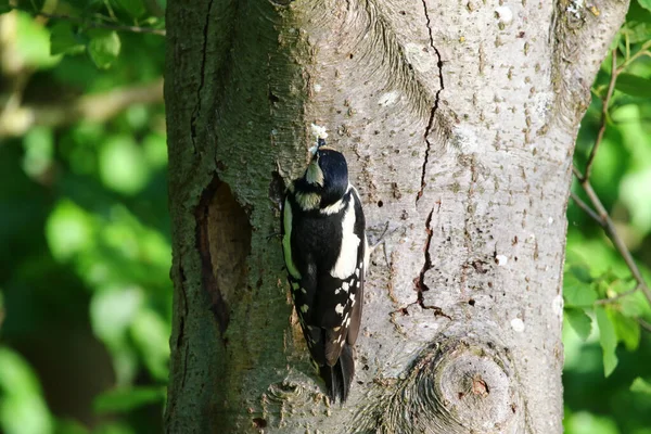 Büyük benekli ağaçkakan ağaç gövdesine tırmanıyor böcek ve larva aramak için havlıyor.