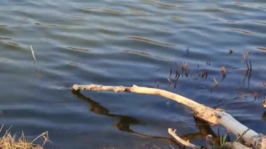 Baharda Kuru Sazlıklar ve Dallar Mavi Dalgalı Göl Suyunun Üzerinde