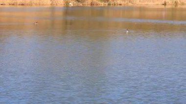 Regensburg yakınlarındaki Altın Sonbahar Gölü 'nde Büyük İbikli Yunus Yüzüyor