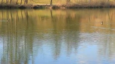 Regensburg yakınlarındaki Altın Sonbahar Gölü 'nde Büyük İbikli Yunus Yüzüyor