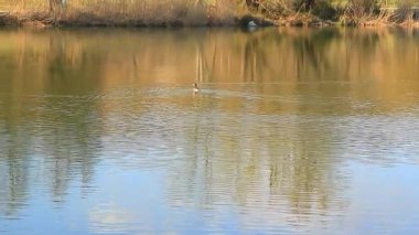 Regensburg yakınlarındaki Altın Sonbahar Gölü 'nde Büyük İbikli Yunus Yüzüyor