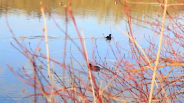 Bahar Ağacı Yansımalarıyla Sakin Göl 'de Yüzen Avrasya Yaban Ördekleri