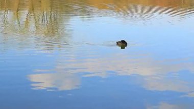 Bahar Ağacı Yansımalarıyla Sakin Göl 'de Yüzen Avrasya Yaban Ördekleri