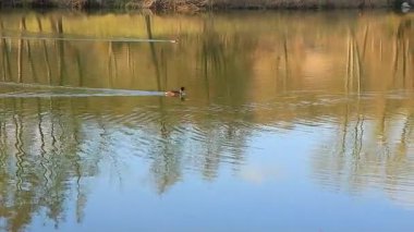 Regensburg yakınlarındaki Altın Sonbahar Gölü 'nde Büyük İbikli Yunus Yüzüyor