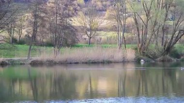 Vahşi ördekler baharda huzurlu bir gölde yüzerken uzun su yolları oluşturuyorlar.