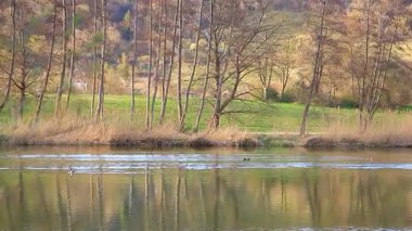 Vahşi ördekler baharda huzurlu bir gölde yüzerken uzun su yolları oluşturuyorlar.