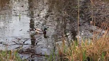 Yeşil kafalı vahşi ördek, sakin gölet yüzeyinde yüzüyor sonbaharda dalgalanmalar yaratıyor.