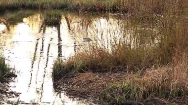 Yeşil kafalı vahşi ördek, sakin gölet yüzeyinde yüzüyor sonbaharda dalgalanmalar yaratıyor.