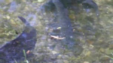 Çiftleşme mevsimi çipurası balıkları su altında süzülür. Sakin bahar gölü Regensburg bitkisi.