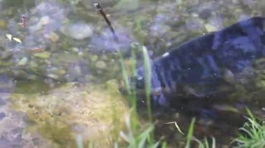 Çiftleşme mevsimi çipurası balıkları su altında süzülür. Sakin bahar gölü Regensburg bitkisi.