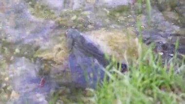 Çiftleşme mevsimi çipurası balıkları su altında süzülür. Sakin bahar gölü Regensburg bitkisi.