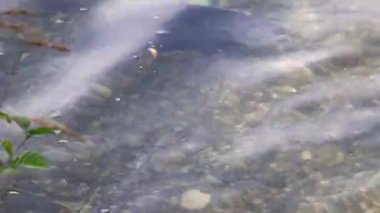 Çiftleşme mevsimi çipurası balıkları su altında süzülür. Sakin bahar gölü Regensburg bitkisi.