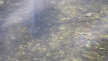 Çiftleşme mevsimi çipurası balıkları su altında süzülür. Sakin bahar gölü Regensburg bitkisi.