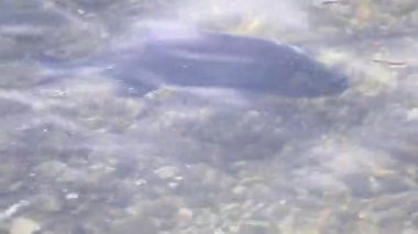 Çiftleşme mevsimi çipurası balıkları su altında süzülür. Sakin bahar gölü Regensburg bitkisi.