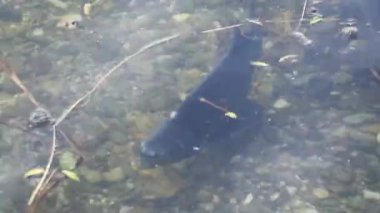 Çiftleşme mevsimi çipurası balıkları su altında süzülür. Sakin bahar gölü Regensburg bitkisi.