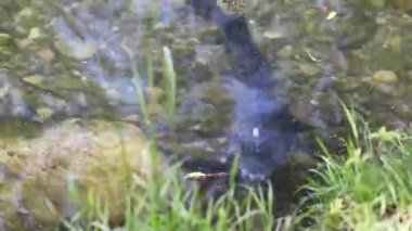 Çiftleşme mevsimi çipurası balıkları su altında süzülür. Sakin bahar gölü Regensburg bitkisi.