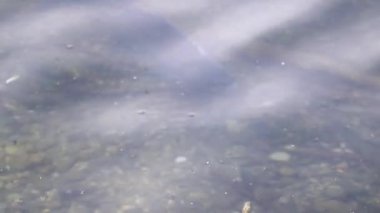 Çiftleşme mevsimi çipurası balıkları su altında süzülür. Sakin bahar gölü Regensburg bitkisi.