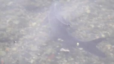 Çiftleşme mevsimi çipurası balıkları su altında süzülür. Sakin bahar gölü Regensburg bitkisi.