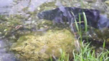 Çiftleşme mevsimi çipurası balıkları su altında süzülür. Sakin bahar gölü Regensburg bitkisi.
