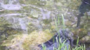 Çiftleşme mevsimi çipurası balıkları su altında süzülür. Sakin bahar gölü Regensburg bitkisi.