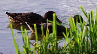 Altın gün batımında huzurlu bir gölde yüzen ve yiyecek arayan iki ördek.