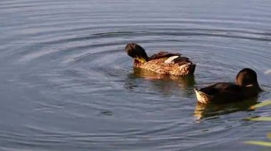 Altın gün batımında huzurlu bir gölde yüzen ve yiyecek arayan iki ördek.