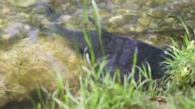 Çiftleşme mevsimi çipurası balıkları su altında süzülür. Sakin bahar gölü Regensburg bitkisi.