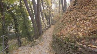 Dar bir patikada uzun ağaçlar ve altın rengi sonbahar yaprakları arasında manzaralı bir yürüyüş.