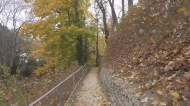 Dar bir patikada uzun ağaçlar ve altın rengi sonbahar yaprakları arasında manzaralı bir yürüyüş.