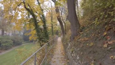 Dar bir patikada uzun ağaçlar ve altın rengi sonbahar yaprakları arasında manzaralı bir yürüyüş.