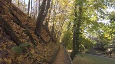 Dar bir patikada uzun ağaçlar ve altın rengi sonbahar yaprakları arasında manzaralı bir yürüyüş.