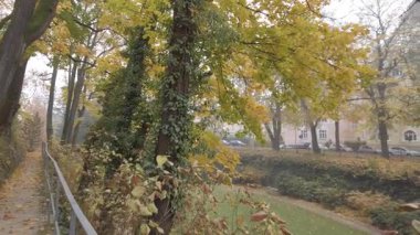 Dar bir patikada uzun ağaçlar ve altın rengi sonbahar yaprakları arasında manzaralı bir yürüyüş.