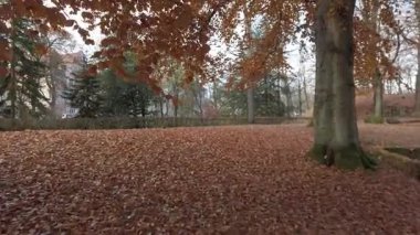 Şehir parkındaki kalın turuncu bir halıya düşen sonbahar yapraklarının güzel manzarası.