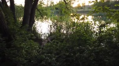 Regensburg Almanya 'sında Bereketli Bahar Ormanı Bitkisi