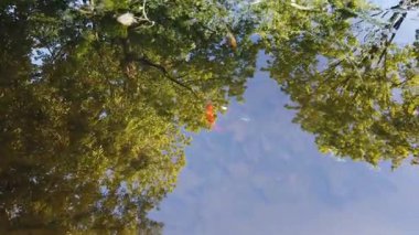 Kırmızı ve sarı süslemeli balıklar yeşil su bitkilerinde yüzerler.