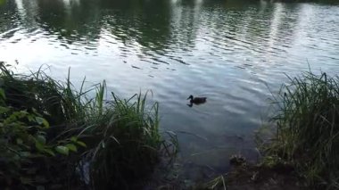 Vahşi ördekler, Regensburg Almanya yakınlarındaki yemyeşil kıyı bitkileriyle bahar gölünde sakince sürüklenirler.